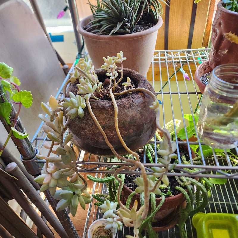 Repotted Ghost plant(?) at Laurie's.