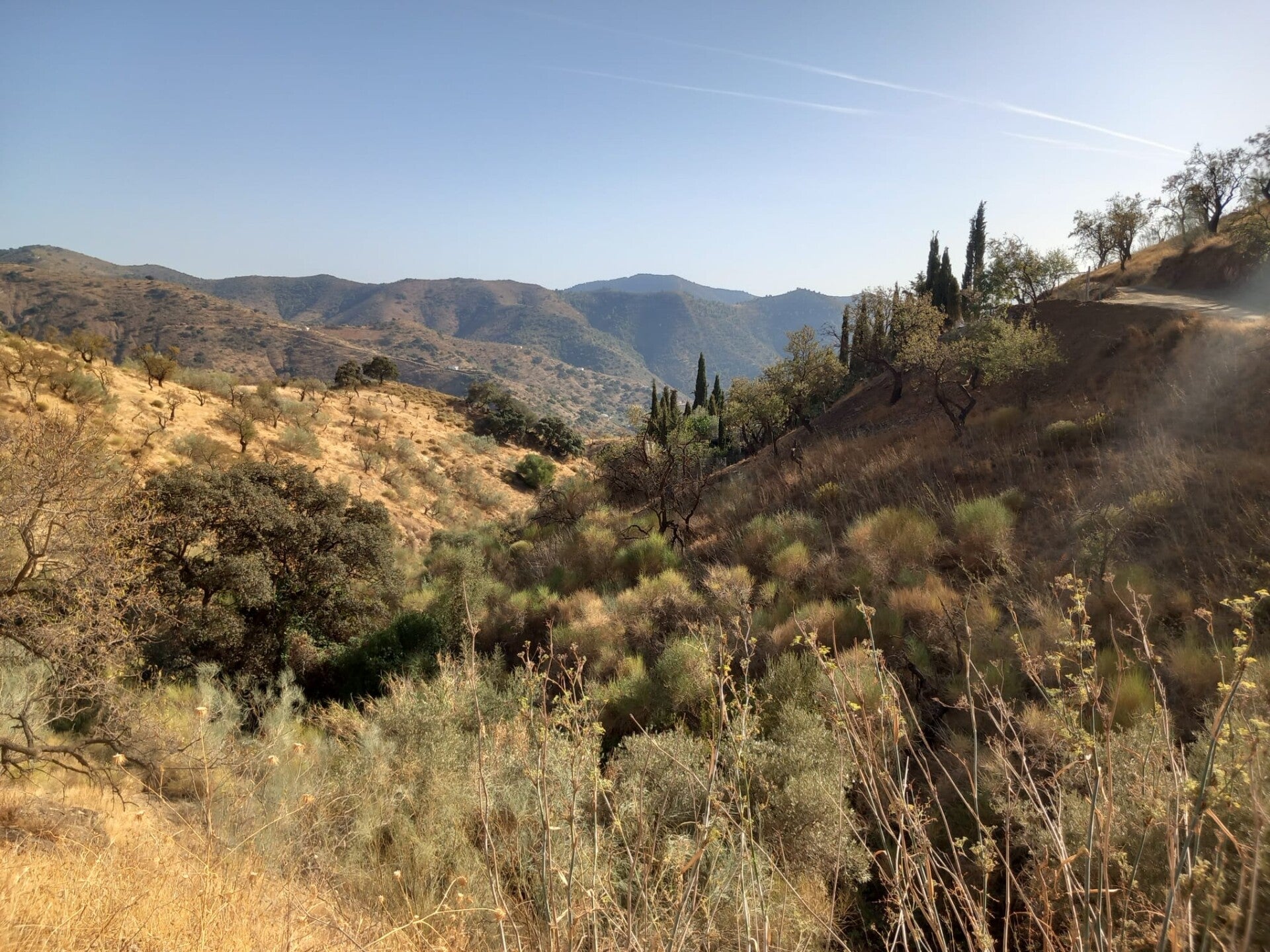 UITZICHT OP MONTES DE MALAGA / BERGEN EN OLIJFBOMEN EN CIPRESSENOP CAMPO CASABERMEJA BIJ CASA MONDORO (MÁLAGA) EINDE MIDDAG EINDE ZOMER