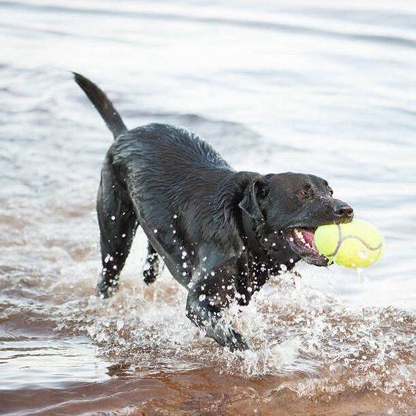 KONG Airdog Squeaker Football