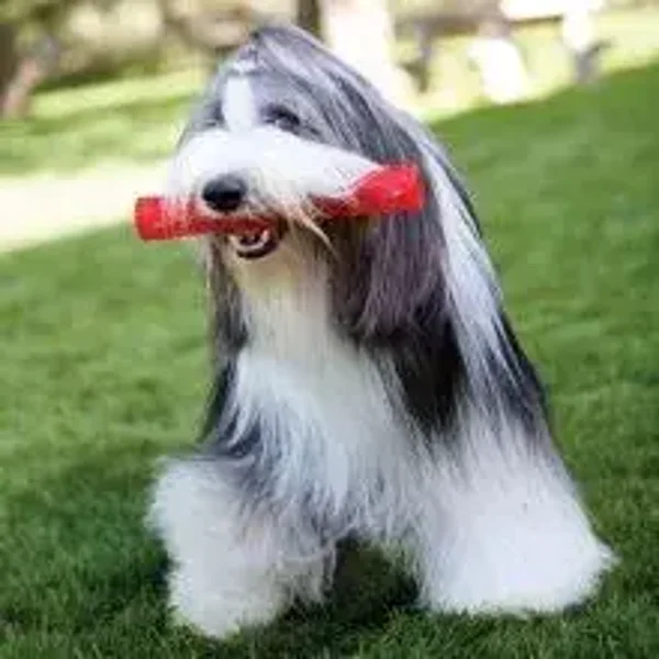 KONG Squeezz Stick Medium