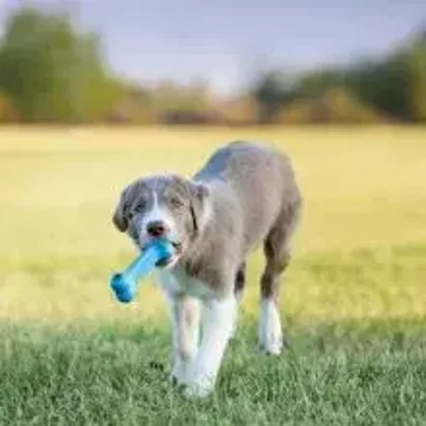 KONG Puppy Goodie Bone
