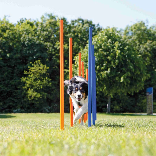Agility Slalom