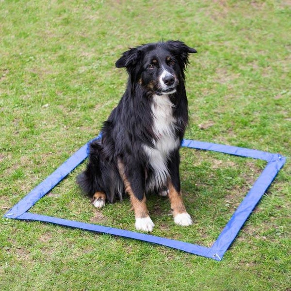 Agility Hürden und Slalom Set