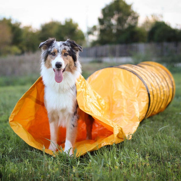 Profi Agility Sacktunnel 3m