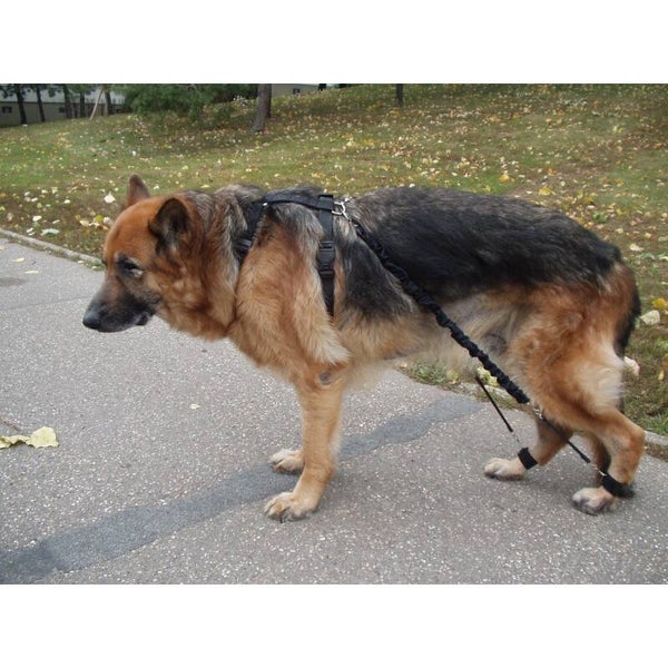 Biko brace expander für hunde
