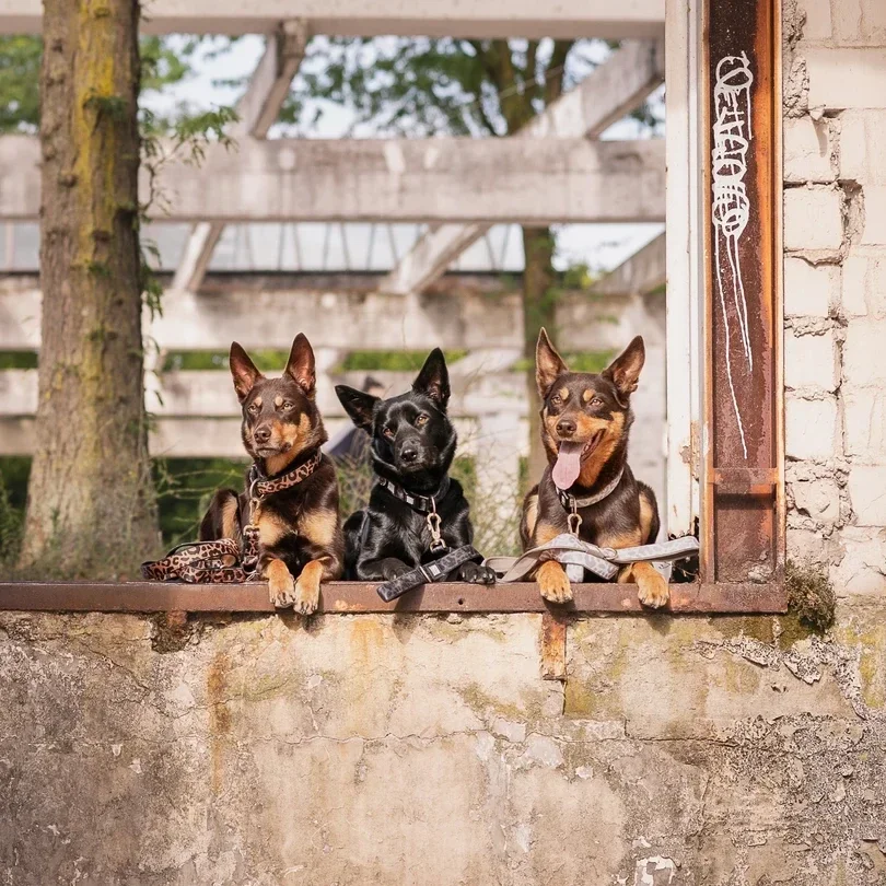 Hunde Kurzleine - Leo -
