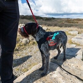 Kong Abholbeutel 12 x 12 x 19,5 cm