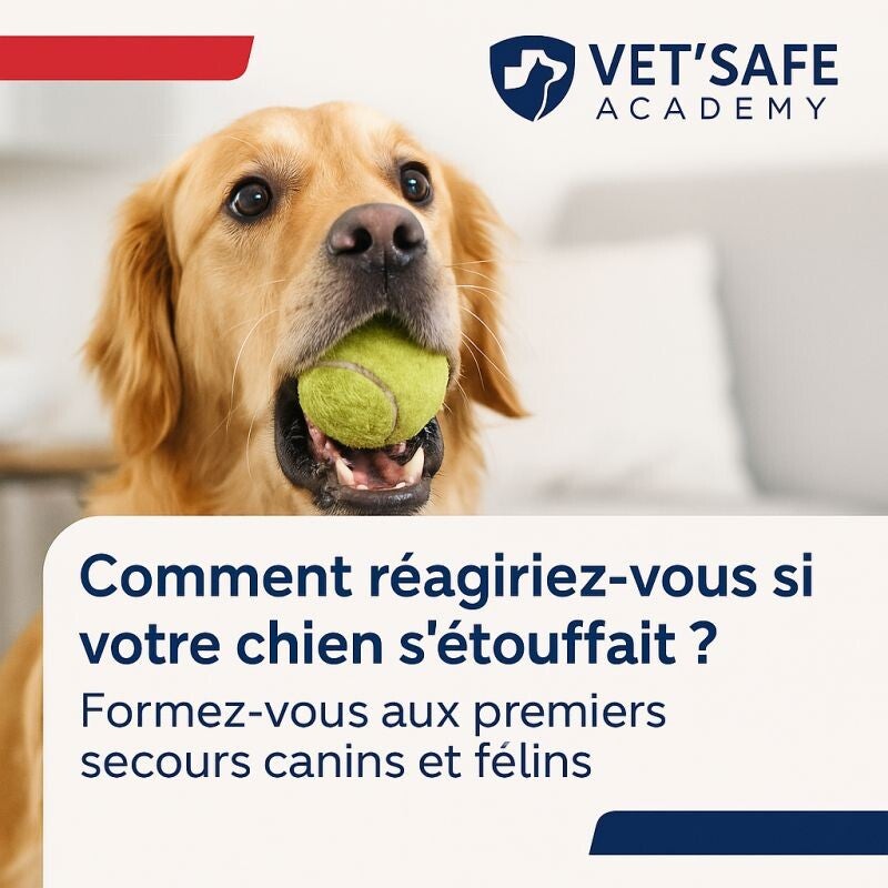 Formation premiers secours chien