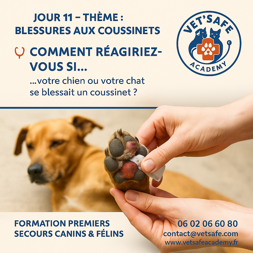 Éviscération chien