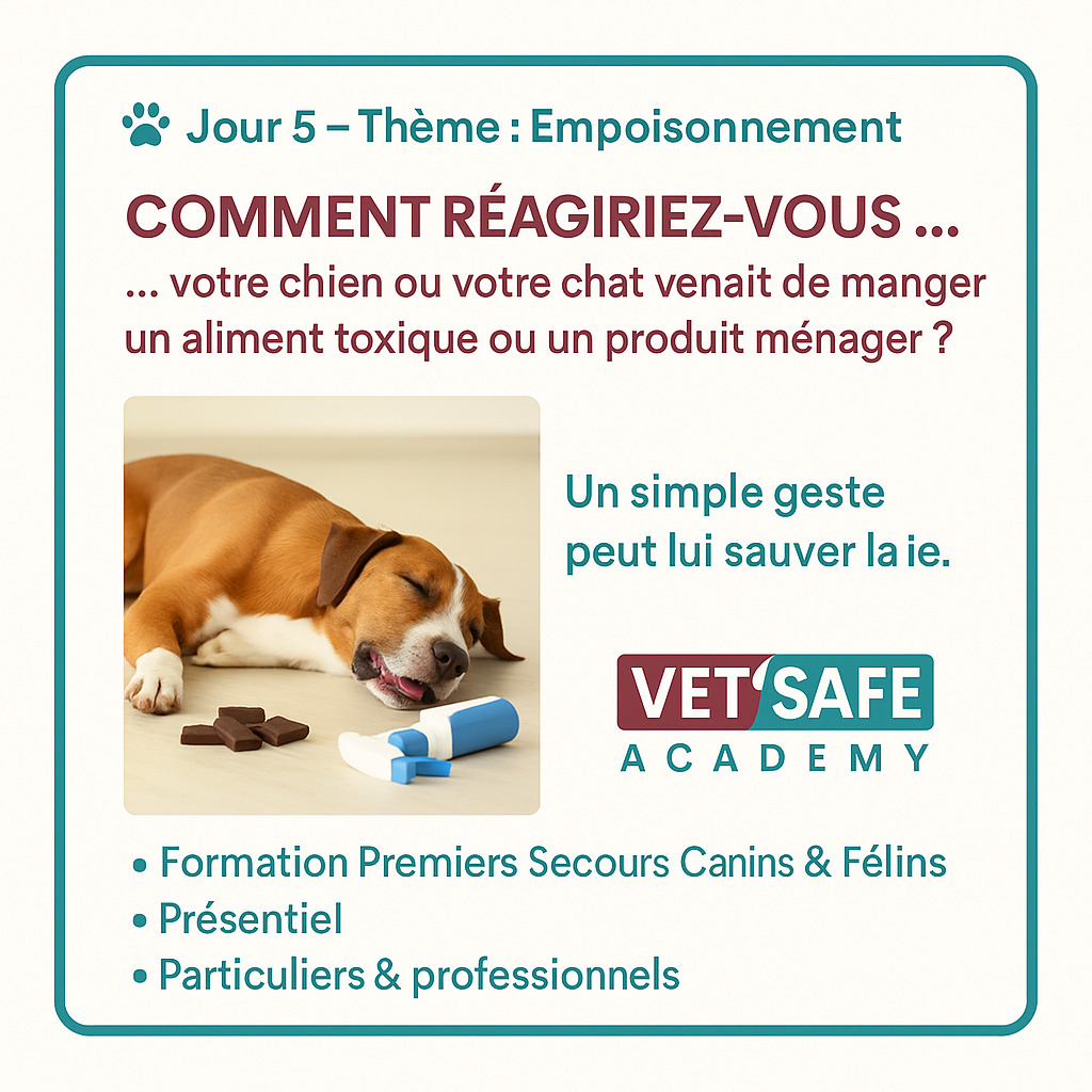 Blessure coussinet chien