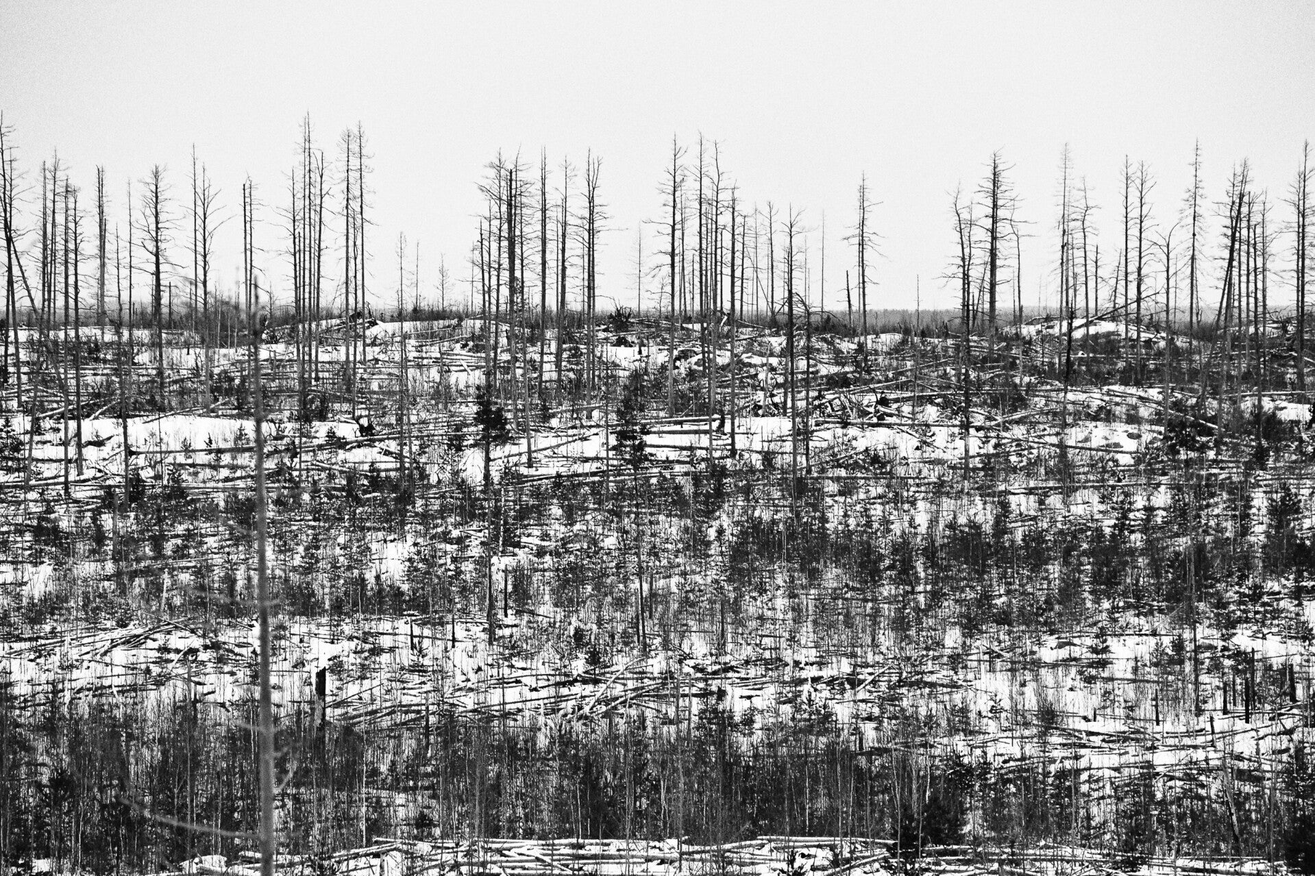 Hälleskogsbrännan 1