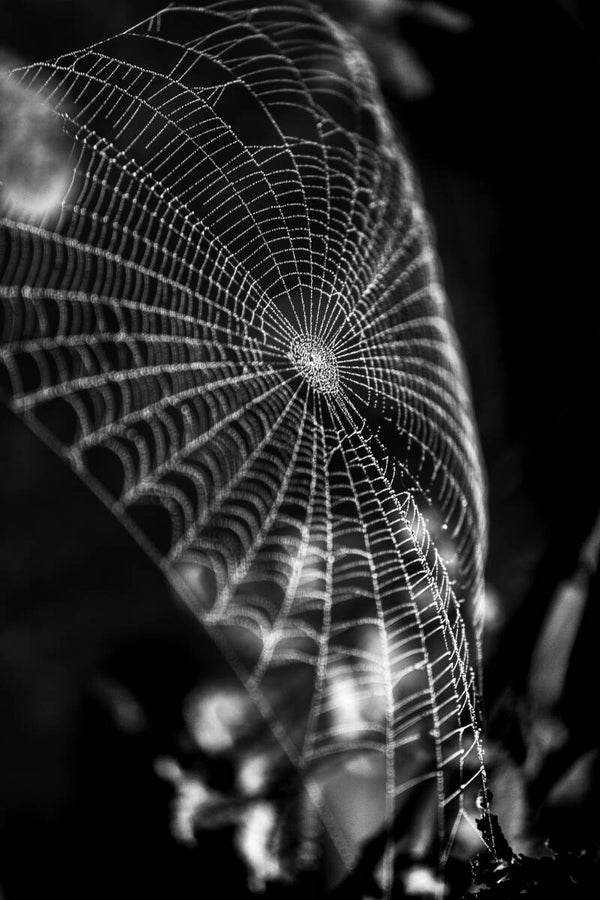 Spindelkonst 1