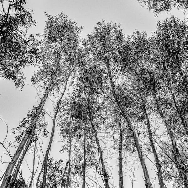 Eucalyptus 50x50cm