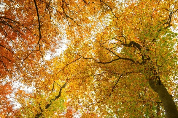 Höst i Bokskogen 1