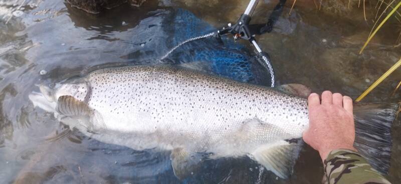 Trophy brown trout caught by Fishing Guides Twizel