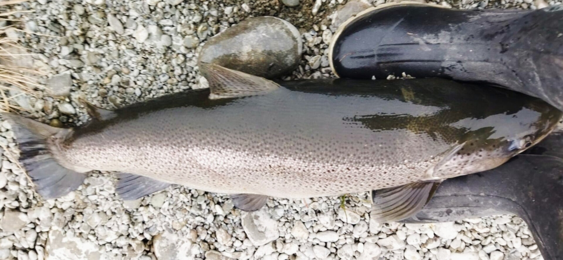 Trophy brown trout caught by Fishing Guides Twizel