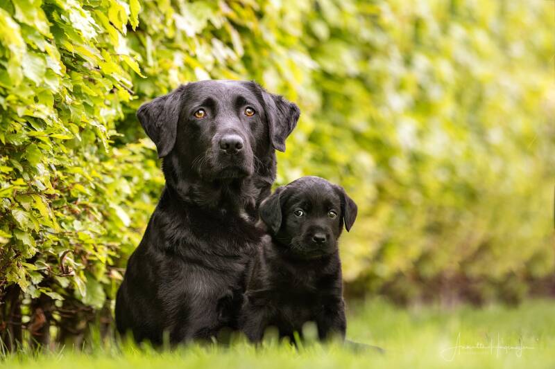 Labradorpuppies_MariannevdDikkenberg-1762_online-1-4.jpg