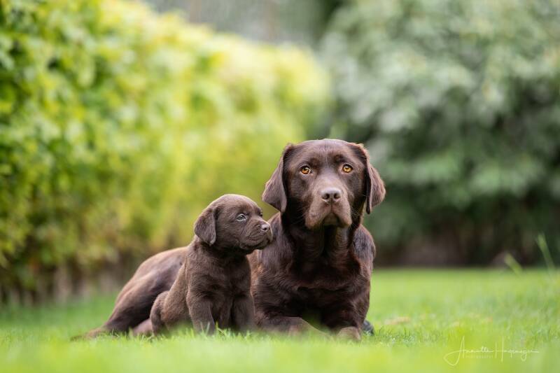 labradorpuppies_mariannevddikkenberg-1714_online-1-2.jpg