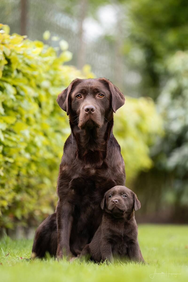 labradorpuppies_mariannevddikkenberg-1729_online-1-3.jpg