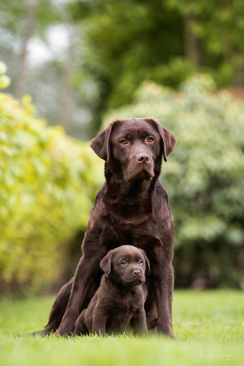 labradorpuppies_mariannevddikkenberg-1735_online-1-4.jpg