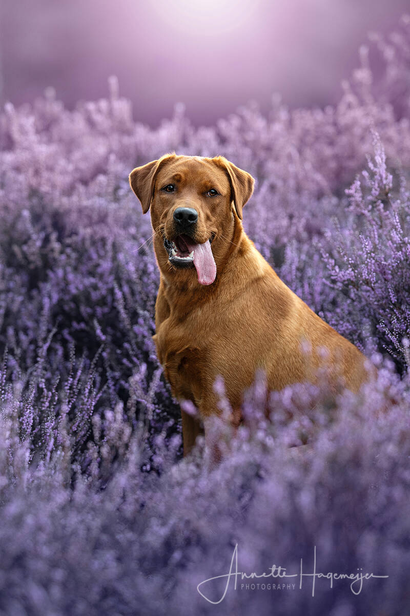 labradors_mariannevddikkenberg-7857_online-1.jpg