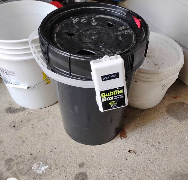 Bucket live well Medium