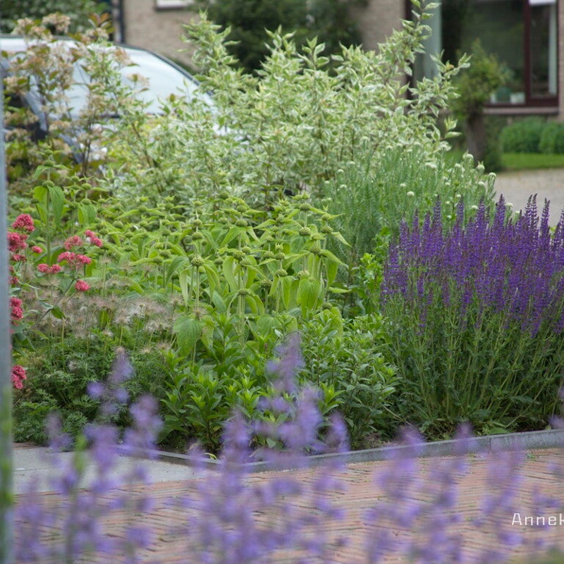 Beplantingsplan voor droge voortuin Amersfoort Tuinontwerp Anneke Beemer