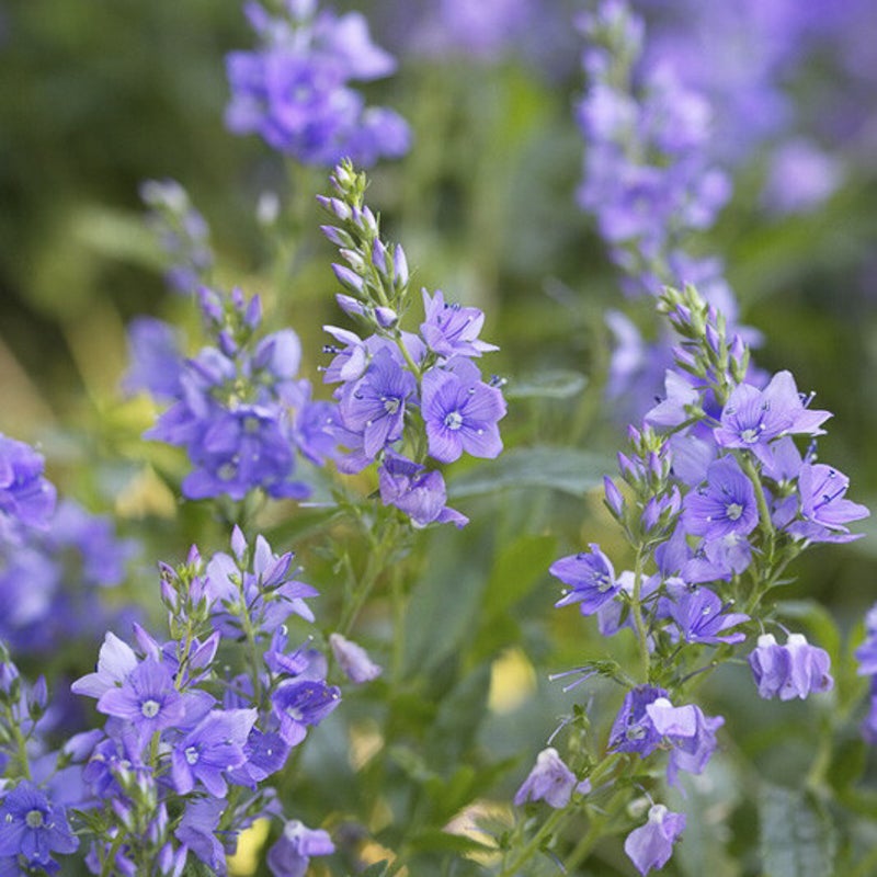 Veronica 'Lapis Lazuli'. Ereprijs