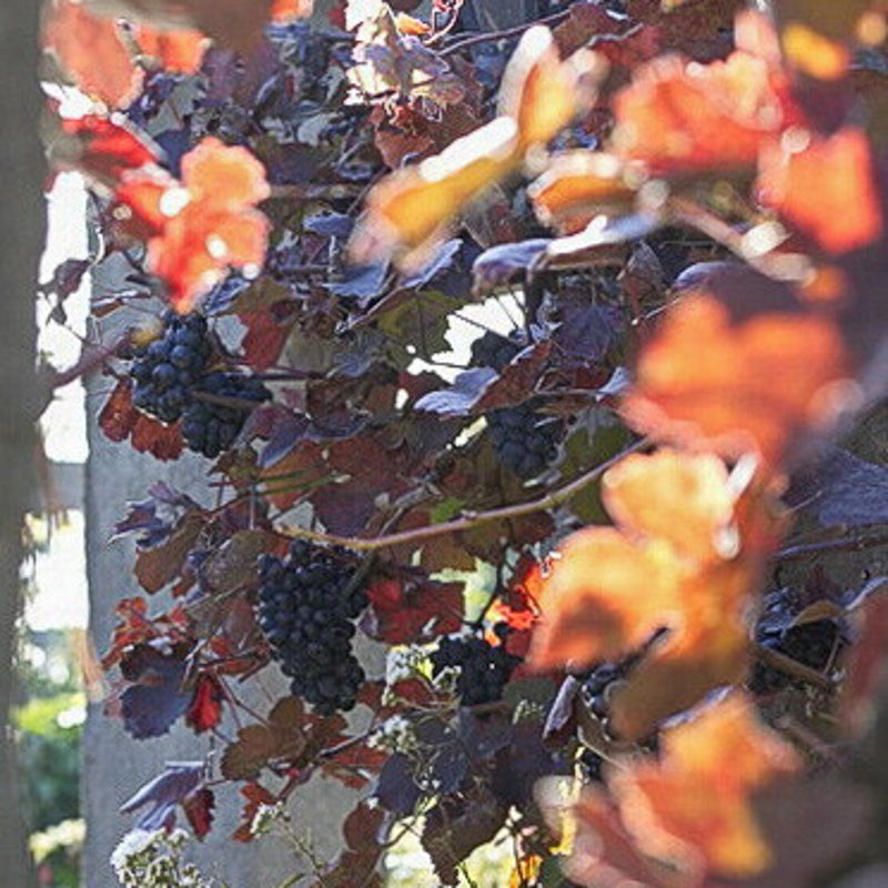 Vitis coignetiae. Sierdruif