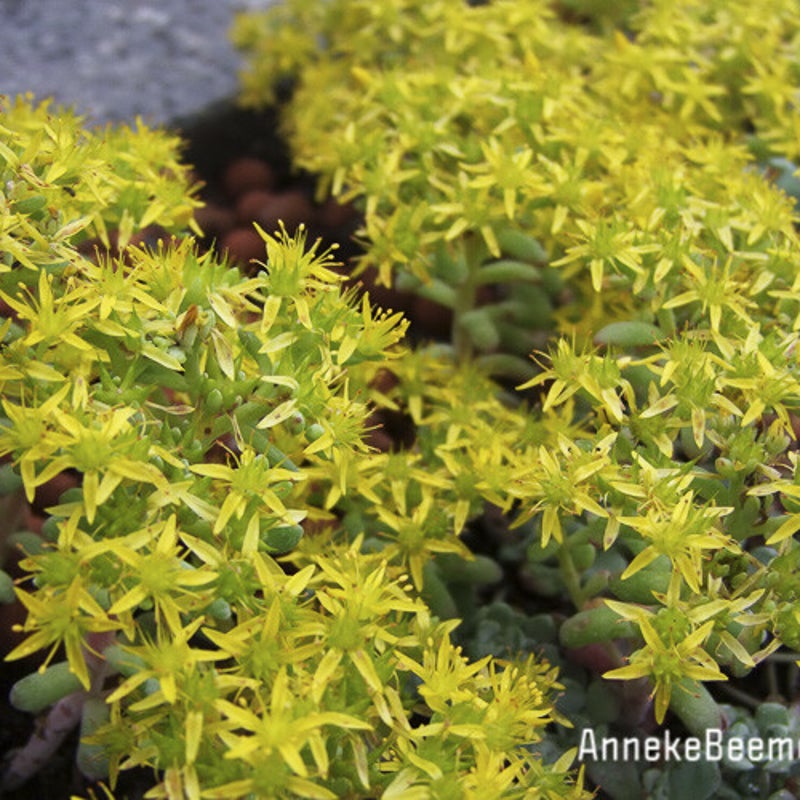 Sedum oreganum. Vetkruid