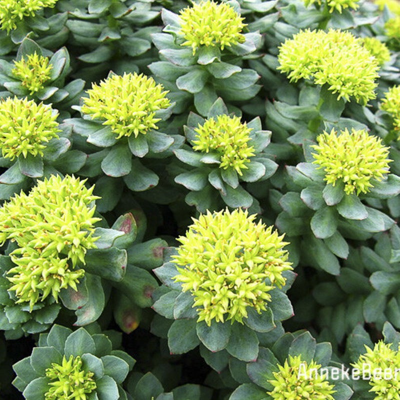 Sedum selskianum. Vetkruid