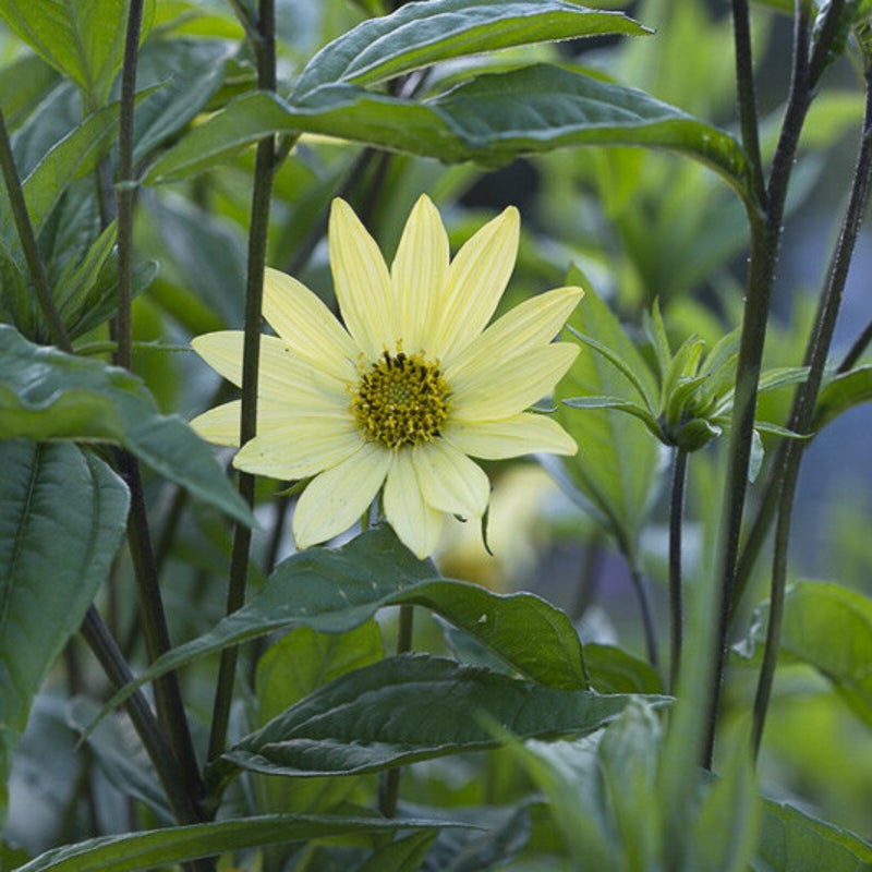 Helianthus giganteus 'Carine'. Zonnebloem