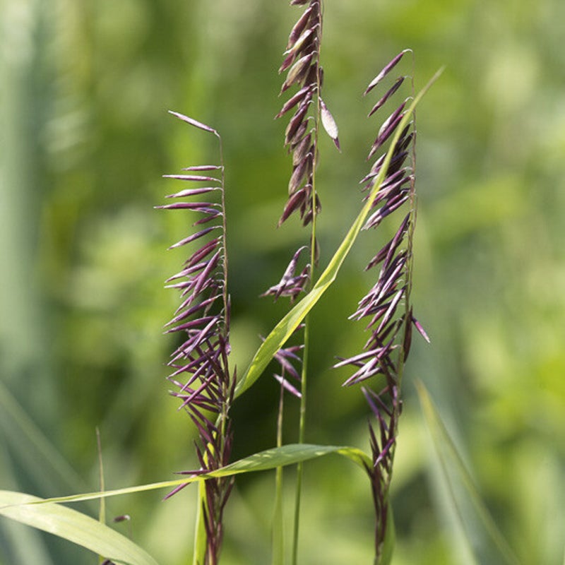 Melica altissima 'Atropurpurea'. Parelgras
