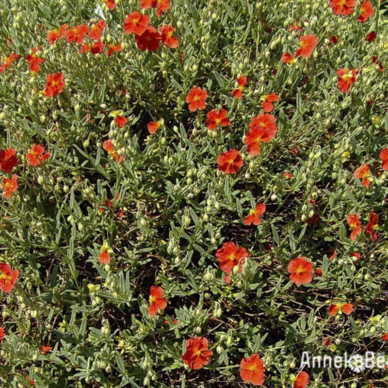Helianthemum 'Bronzeteppich'. Zonneroosje