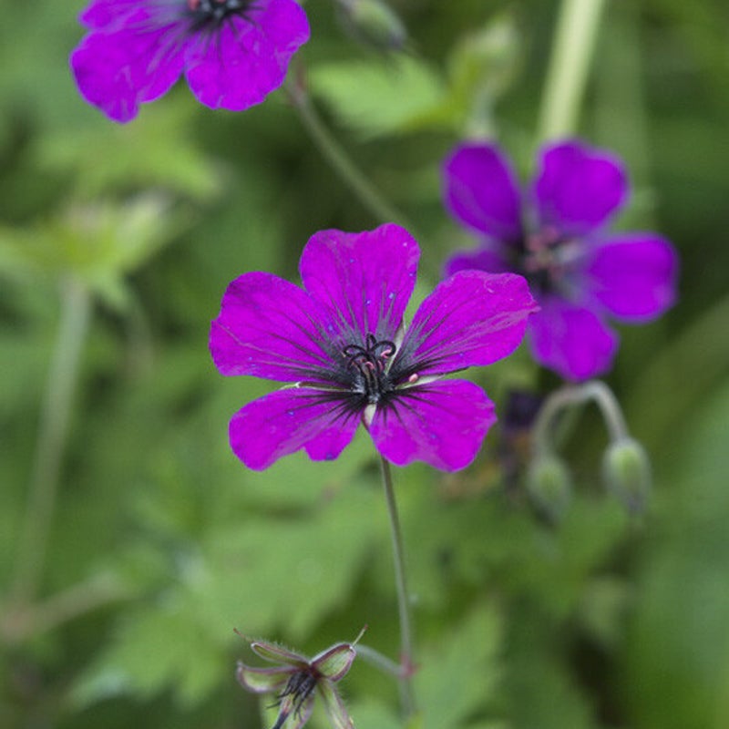 Geranium 'Anne Thomson'. Ooievaarsbek
