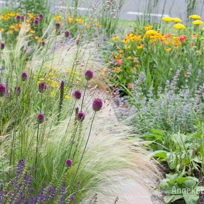 Beplantingsplan voortuin Leusden Stipa tenuissima, Allium sphaerocephalon