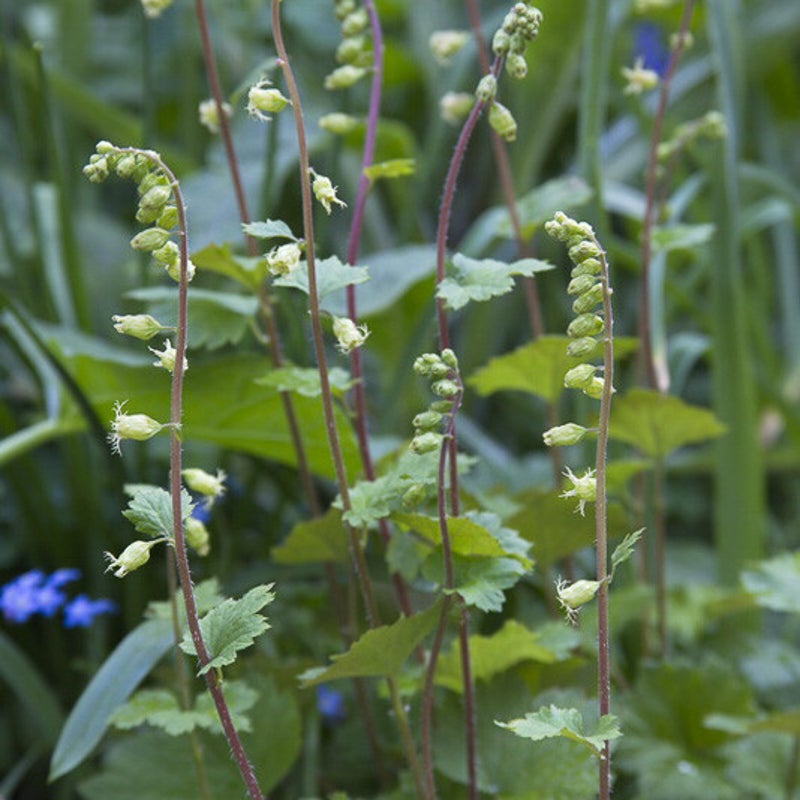 Tellima grandiflora. Mijterloof