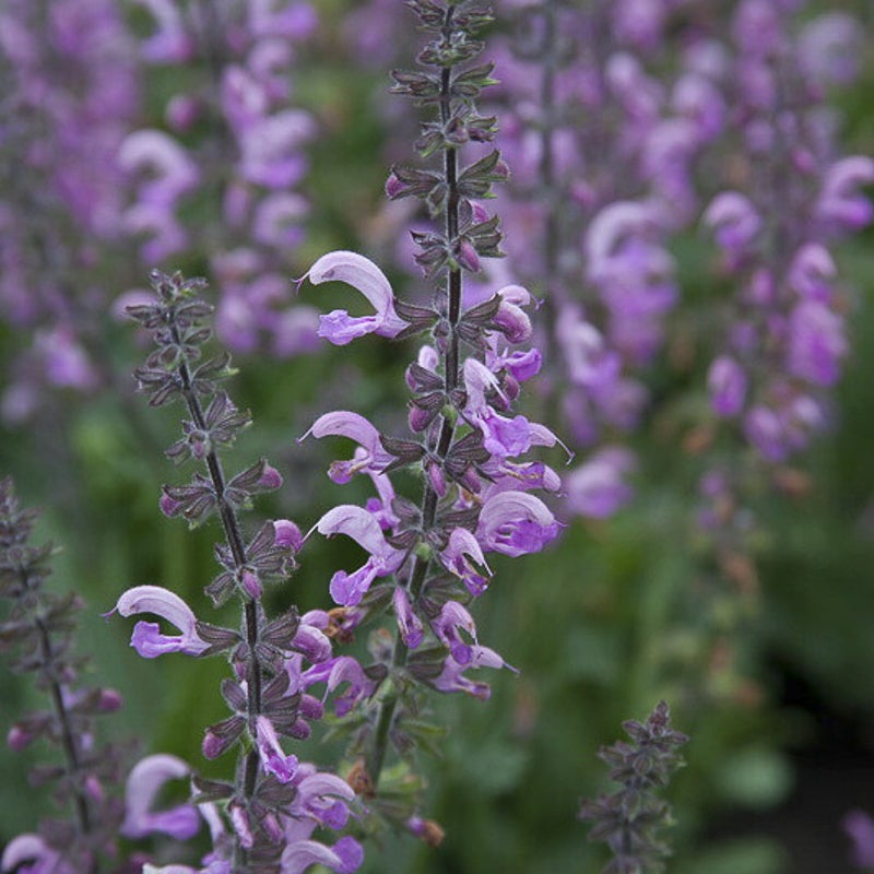 Salvia pratensis 'Eveline'. Veldsalie