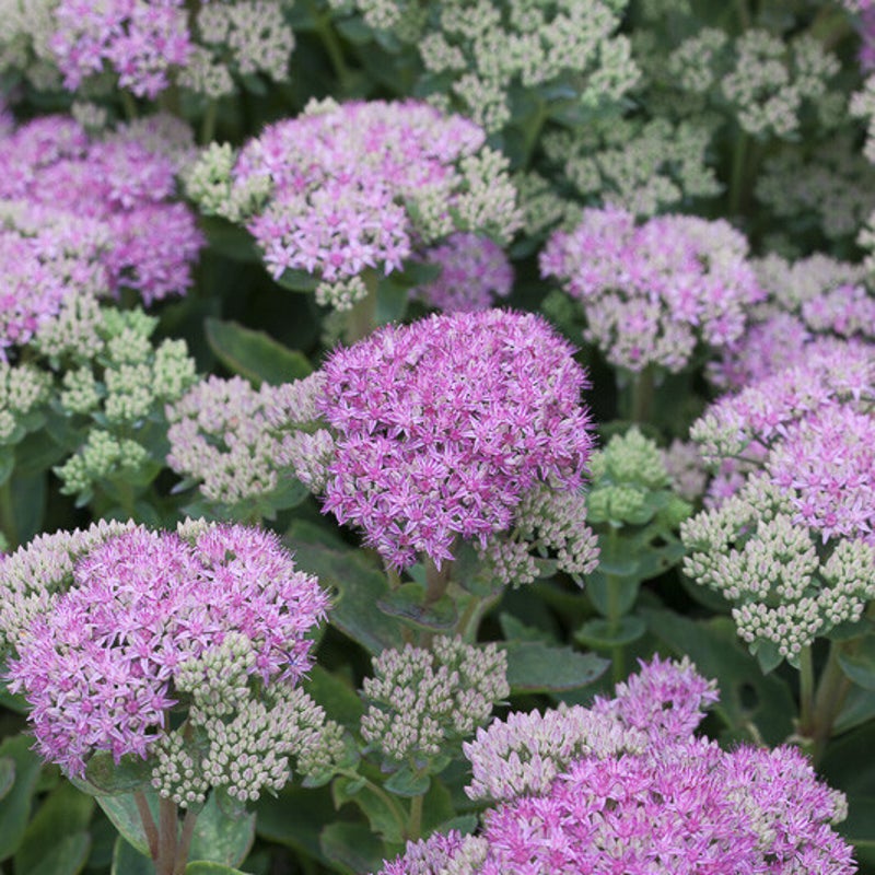 Sedum spectabile 'Septemberglut'. Hemelsleutel