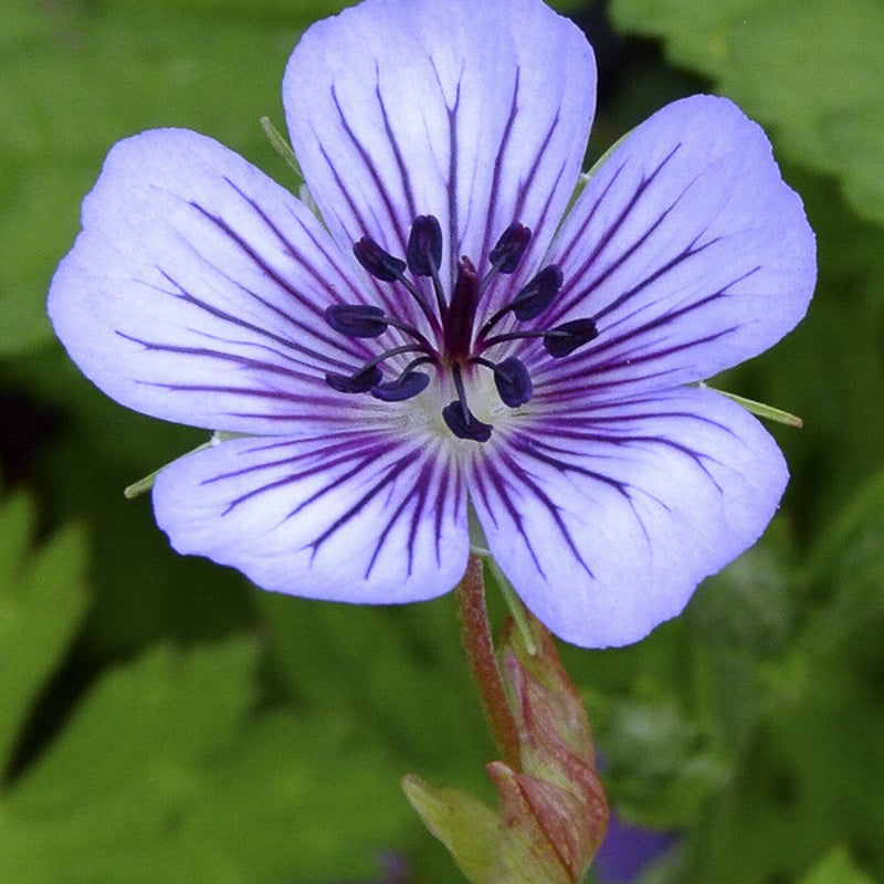 Geranium 'Havana Blue'. Ooievaarsbek