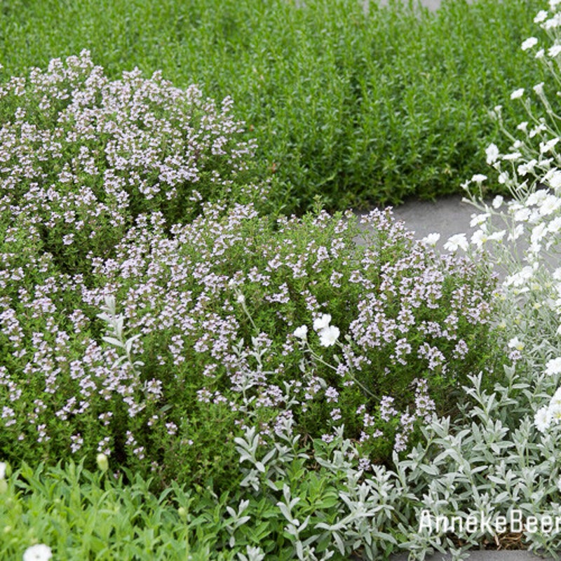 Thymus praecox 'Albiflorus'. Tijm