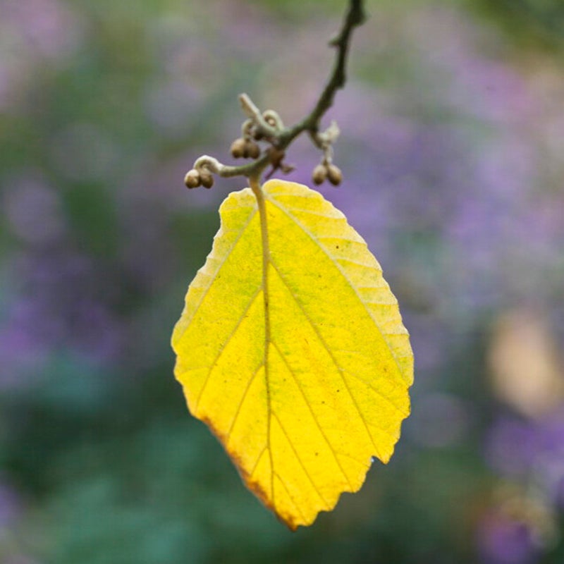 Herfstblad van toverhazelaar in schaduwtuin in Hoogland