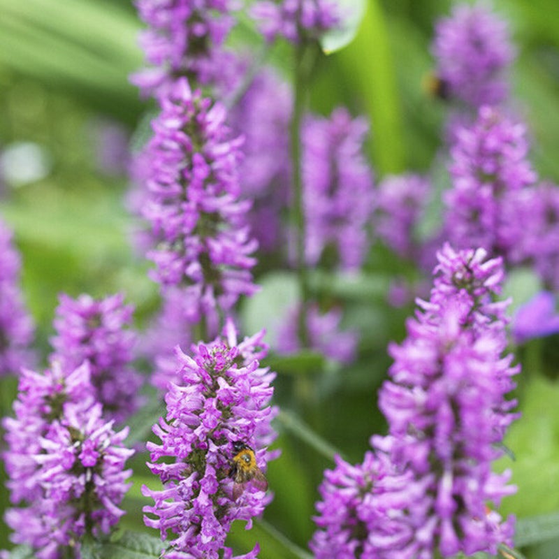 Stachys monieri 'Hummelo'. Andoorn