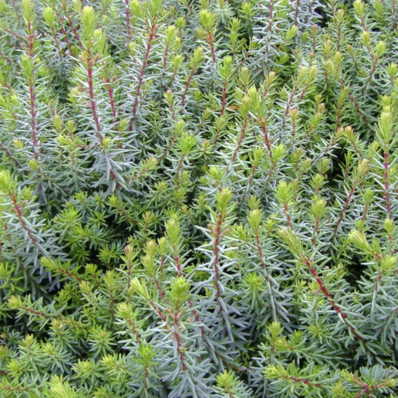 Sedum reflexum. Tripmadam