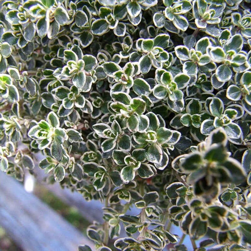 Thymus citriodirus 'Silver Queen'. Citroentijm