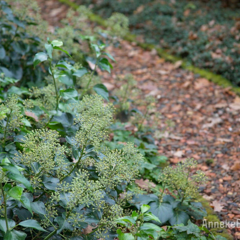 Wintergroene haag van Hedera helix 'Arborescens' in Hoogland