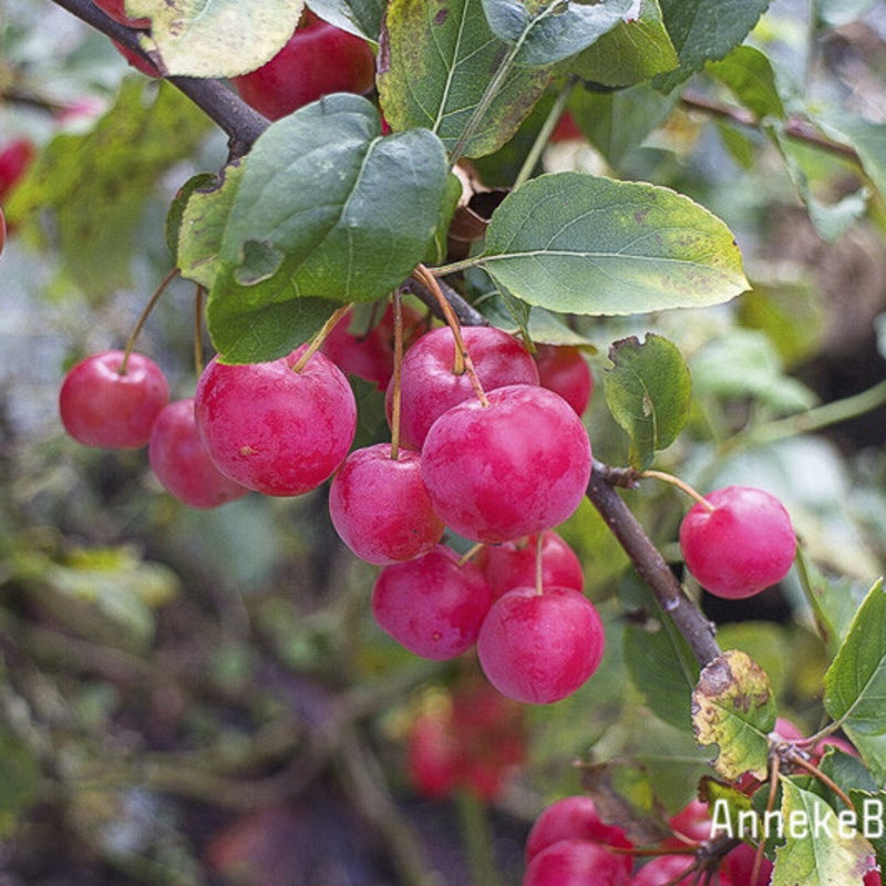 Malus 'Red Sentinel'. Sierappel