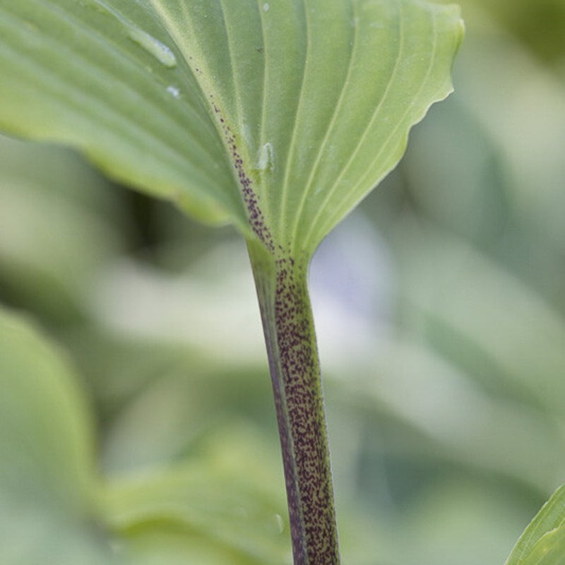 Hosta 'Red October'. Hartlelie
