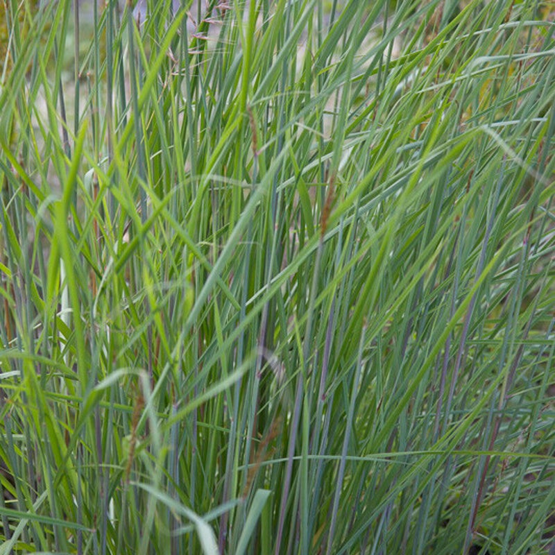 Sorghastrum nutans. Goudbaardgras