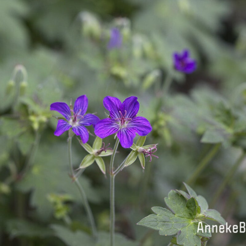 Geranium wlassovianum. Ooievaarsbek